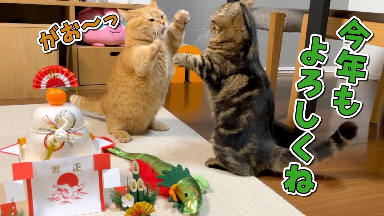 新年の挨拶をしようとしたらケンカし始めちゃう兄弟猫に困りました…