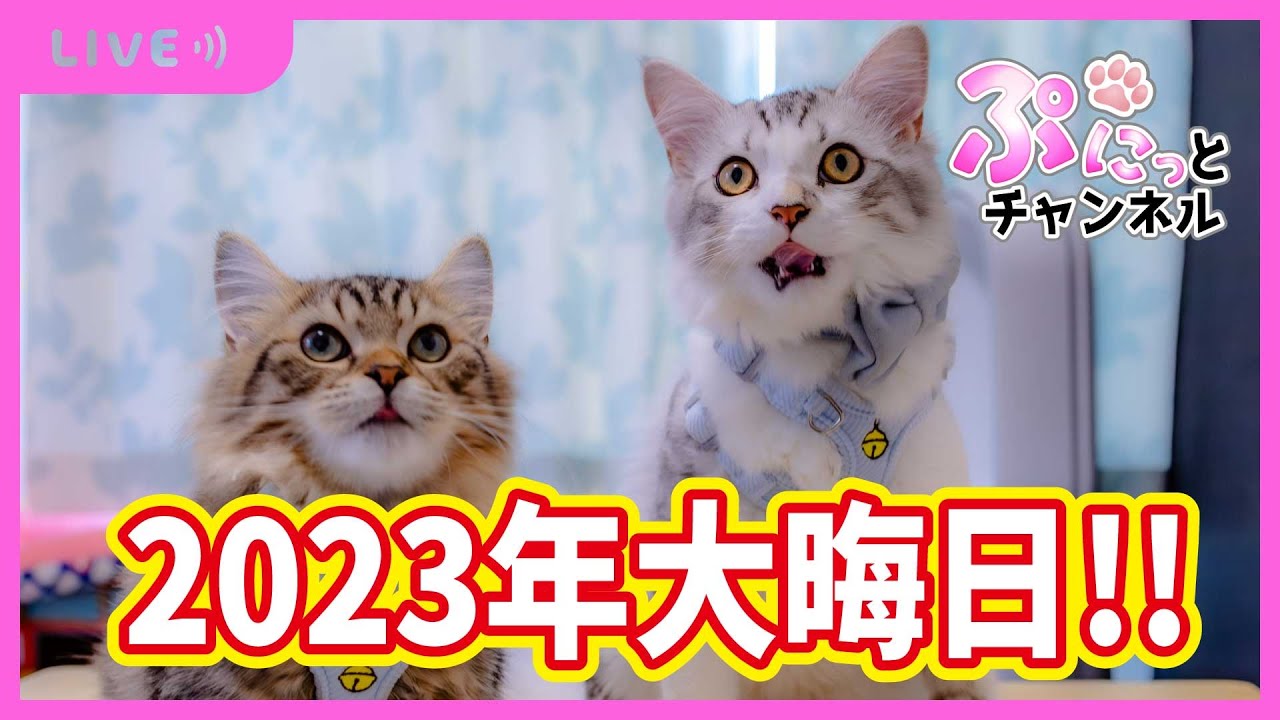 2023年大晦日‼そら＆りく＆ぴーち♪癒しのぷにっとライブ配信♪2023/12/31