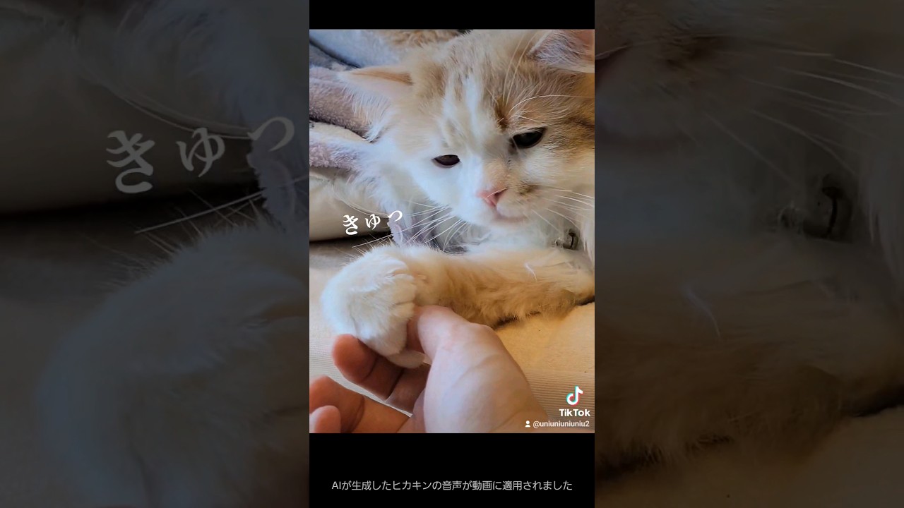 寝ぼけ猫の握手会 #ラガマフィン #cat #shorts