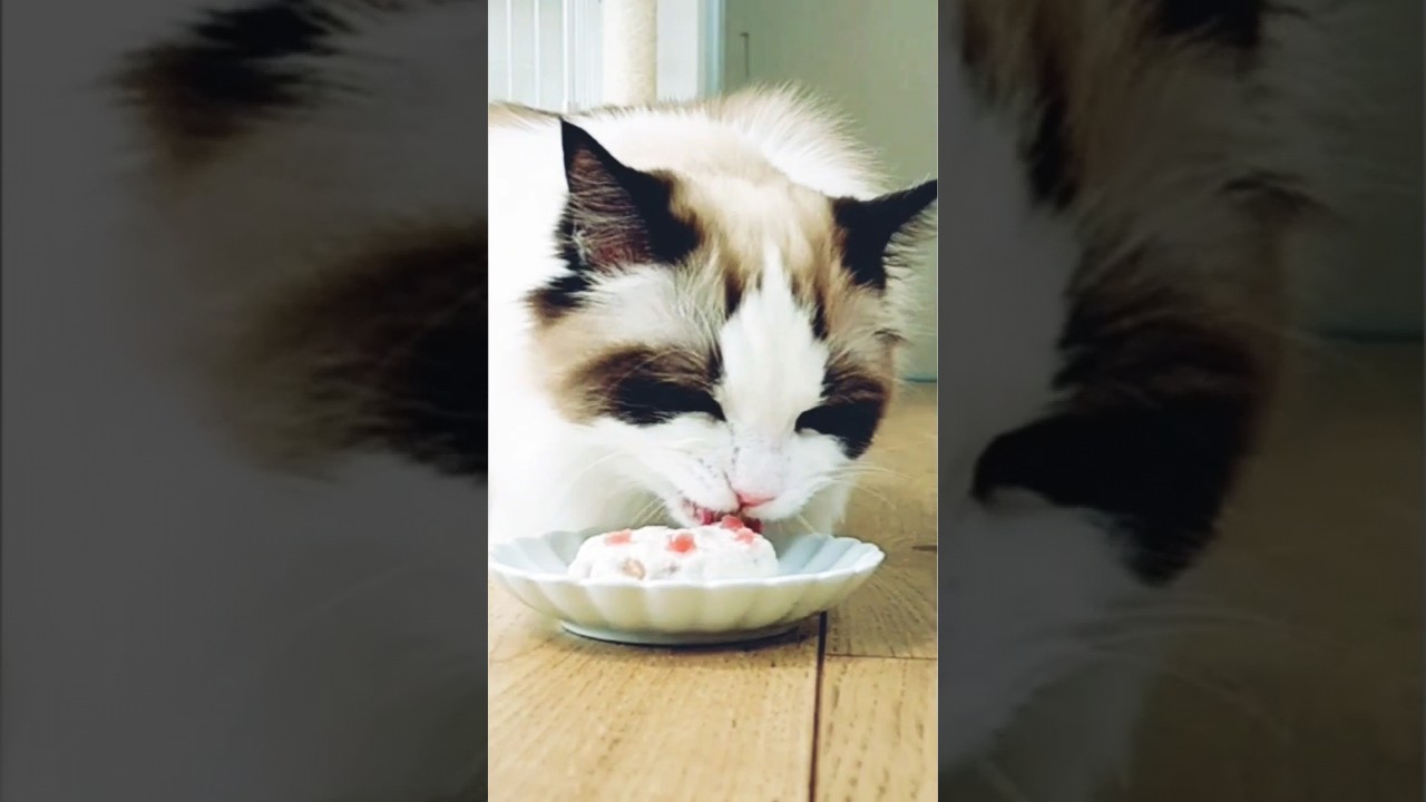 猫用クリスマスケーキ作りました〜🎄🎂 #cat #ragdoll #ねこ #ラグドール #cat #shorts #クリスマスケーキ  #猫用ケーキ