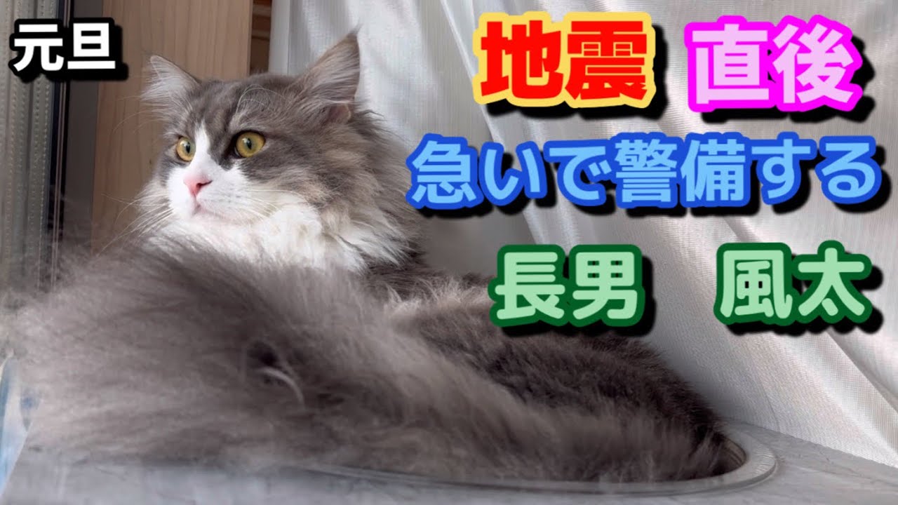 2024/1/1 今年もよろしくお願いいたします　もふもふのサイベリアンの三つ子の子猫たち　地震直後は最後