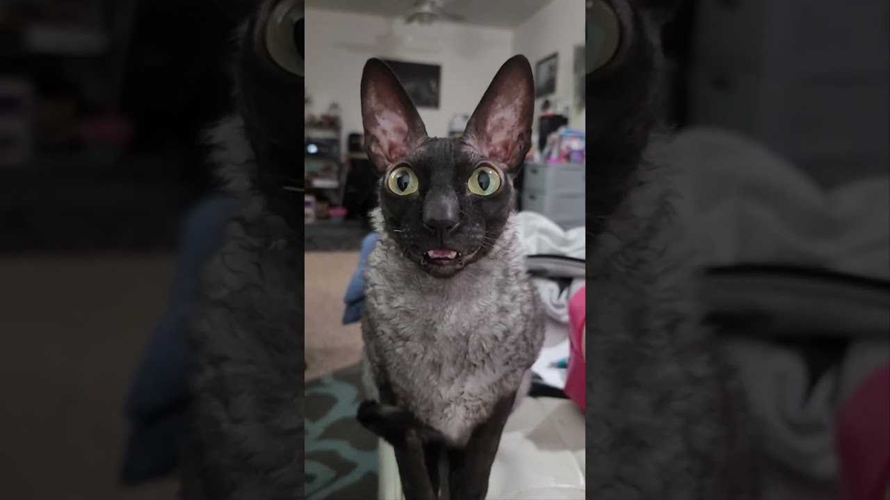 ekekekkekkek 🗣 @pixelandsophie