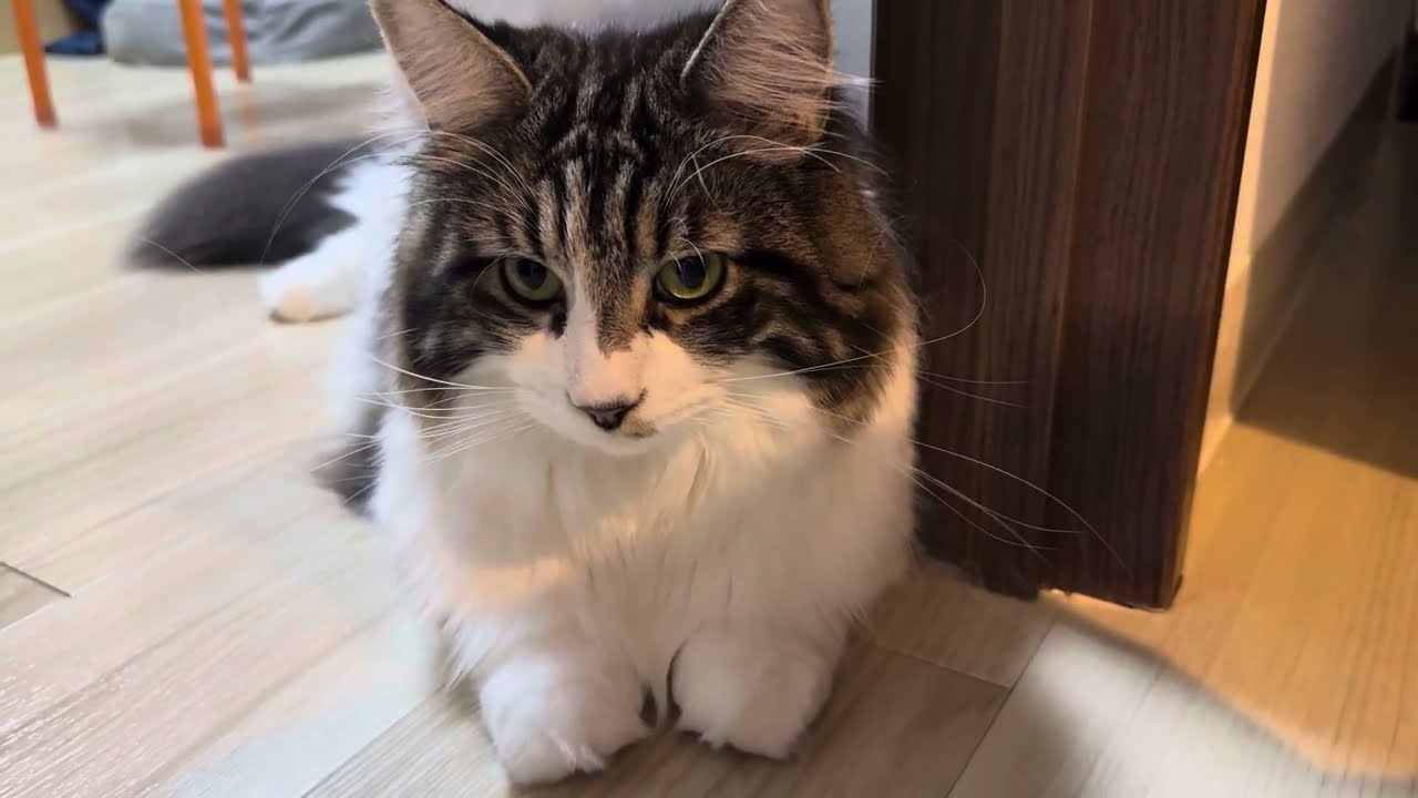 可愛いお手手の猫たち【ラグドールメインクーン】ある日の猫c283
