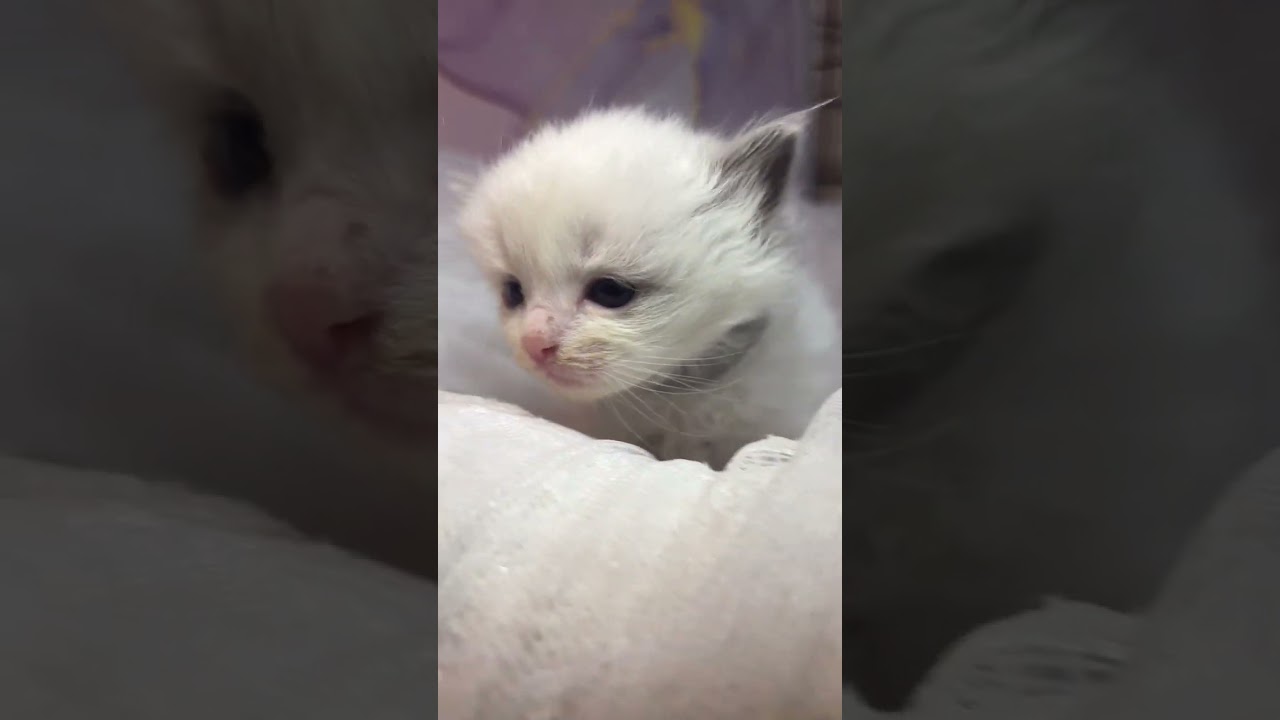 ラグドール 少し丸顔で可愛らしい💕シールポイントバイカラーの女の子🎀