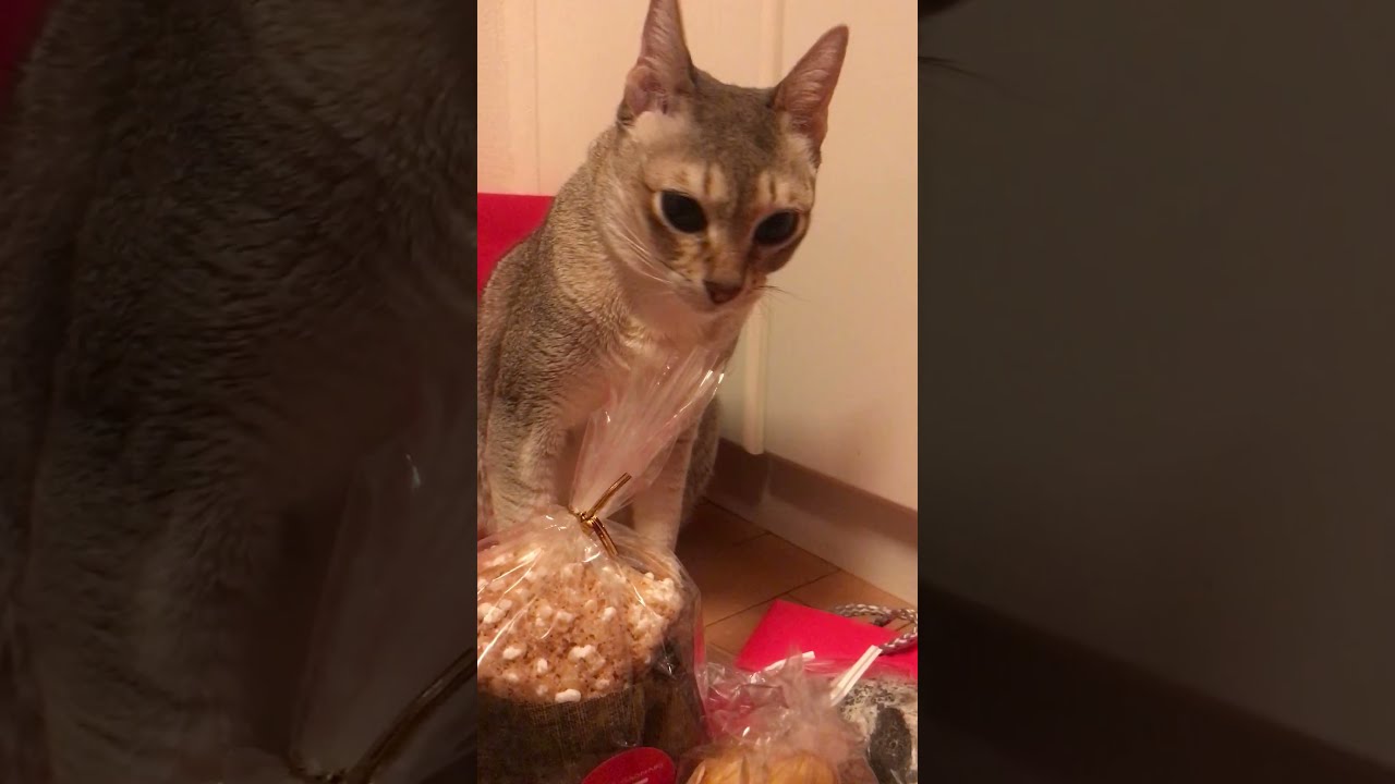 パンの袋を楽しむシンガプーラなのにゃ♪ #cat #シンガプーラ #singapura
