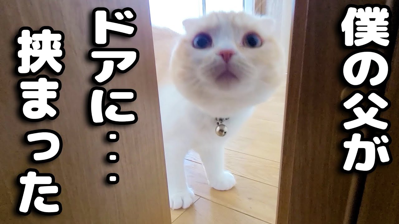 猫がニャーニャー鳴いてたのでついて行くと犬がドアに...