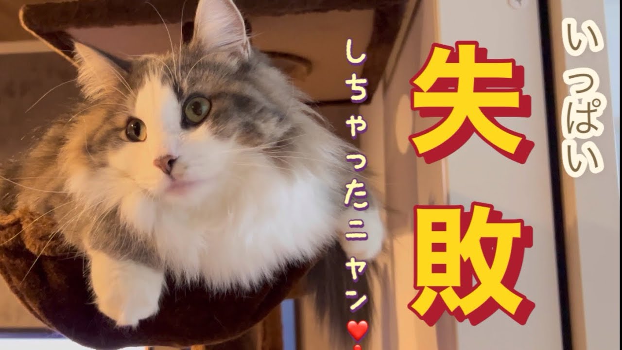 [感謝]この一年を振り返って‥！#ノルウェージャンフォレストキャット #ねこのいる暮らし