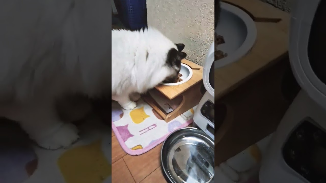今日いつもと違う晩御飯🌃🍴猫のご飯🐈️#ラグドール #猫のいる毎日 #猫のいる生活 #可愛いネコ #ショート
