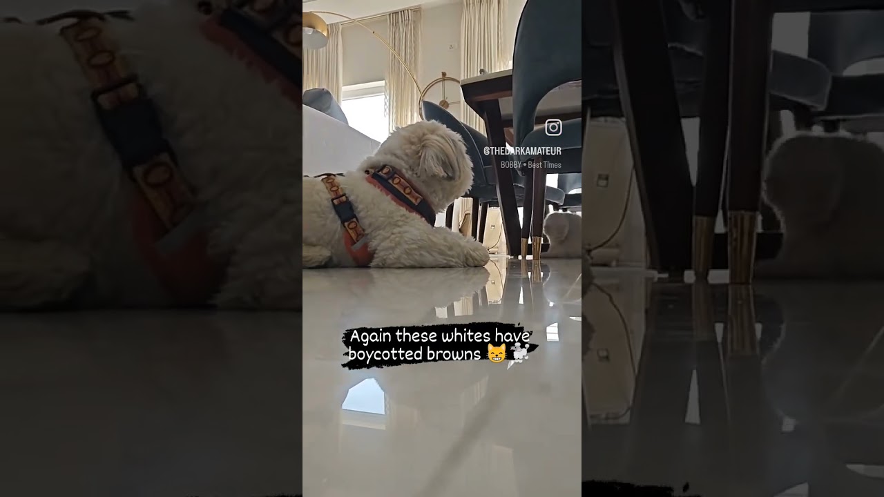 my white pets don't play with a brown cat 🐈😺 #puppy #cat #dog #pets #cute #funny#catlover #funnycats