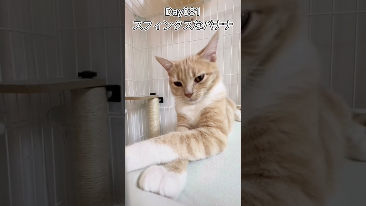 スフィンクスなバナナ #shorts #猫 #子猫 【マンチカン×サイベリアン】