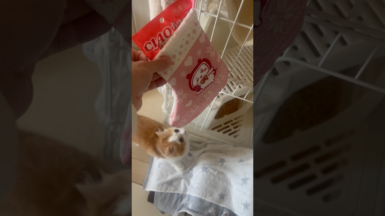 ねる、初めてのクリスマスプレゼント🎁 #cat #ラガマフィン #ragamuffin #猫 #クリスマス