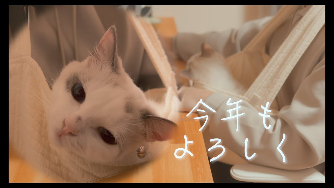 あけましておめでとうございます🎍　#猫 #ラグドール #ragdollcat