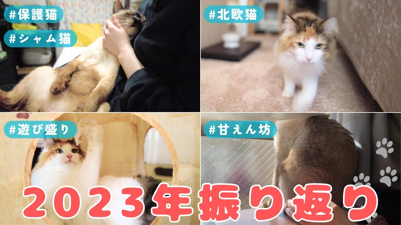 飼い主へのすりすり甘えが好きすぎる保護猫＆北欧猫まとめ2023【シャム猫/シャムミックス＆ノルウェージャンフォレストキャット】