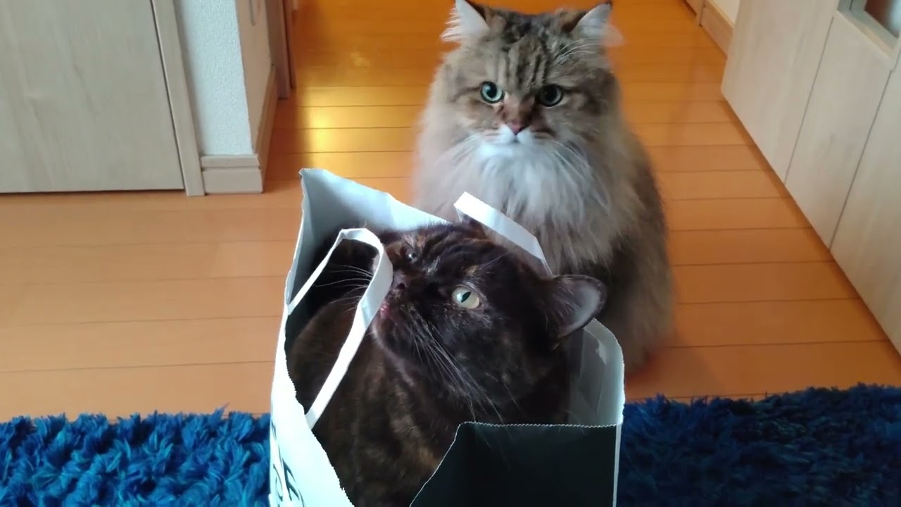 トリュフ猫で年を締めくくる(^^♪