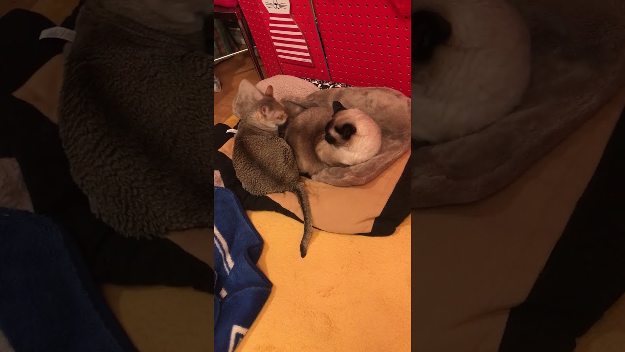 寒くなったのでそろそろ猫団子しそうなシンガプーラとたぬき猫なのにゃ♪ #cat #シンガプーラ #トンキニーズ#たぬき猫#singapura#tonkinese