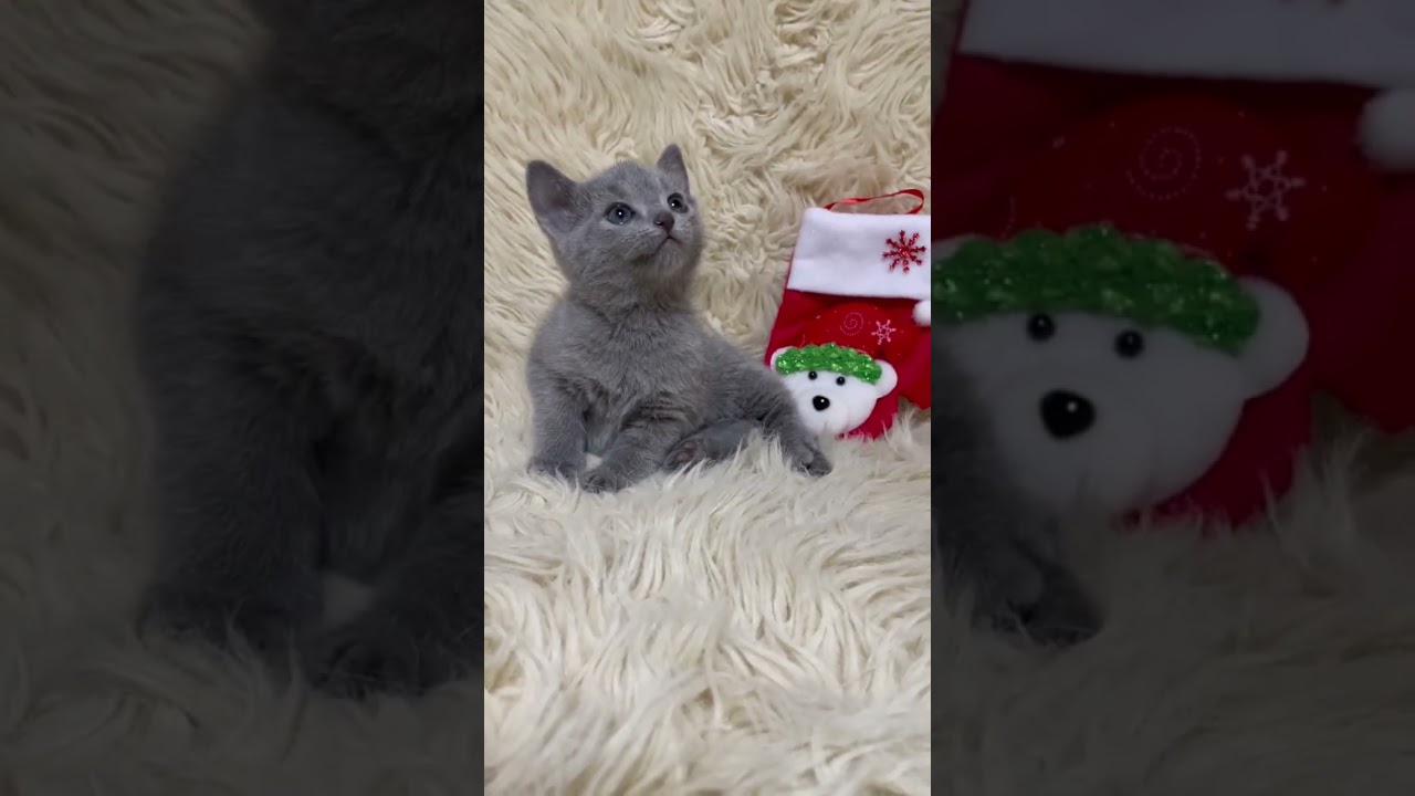 ロシアンブルー ブルーの女の子♡