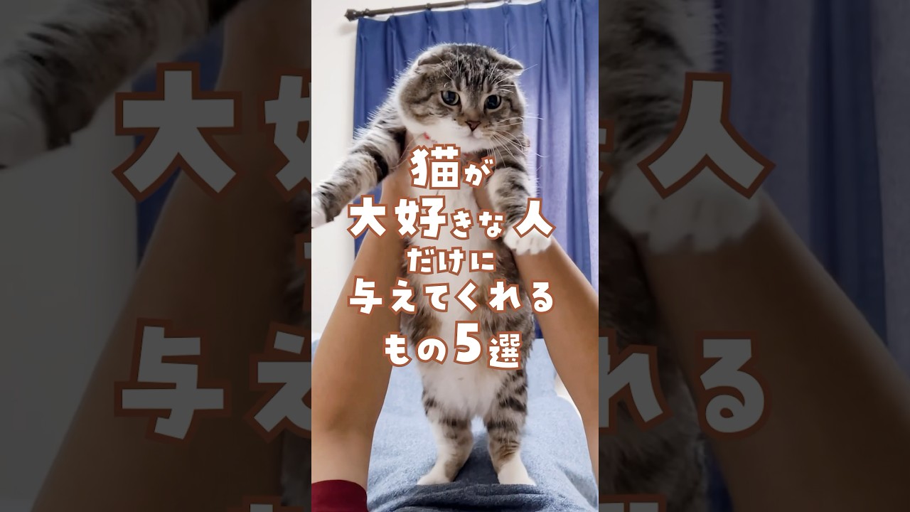 猫が大好きな人だけに与えてくれるもの5選🥺✨