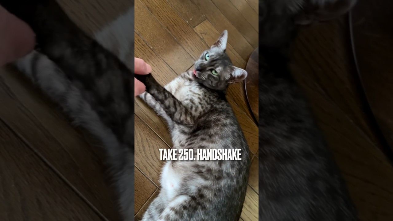 #大好きなパパ と#握手 にゃ❗️にゃんでかわからにゃいけど付き合うにゃ‼️#性格のいい猫 #猫の気持ち #shakeahand #愛猫 #エジプシャンマウ #shorts