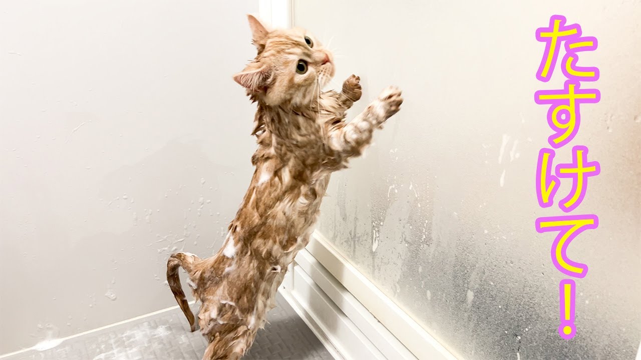 2024年への準備！短足マンチカン猫ちゃん、お風呂タイムでリフレッシュ