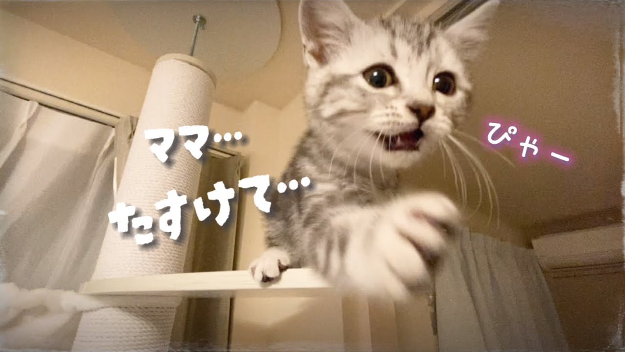 【ハプニング2本だて】子猫が慣れないキャットタワーでこーなっちゃった😅💦