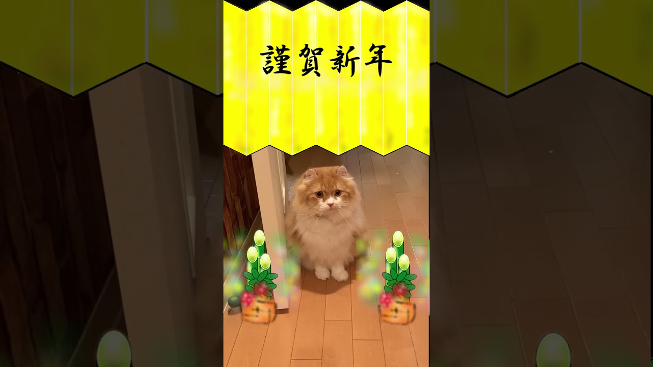 謹賀新年 #shorts  #猫 #アメリカンカール #cat