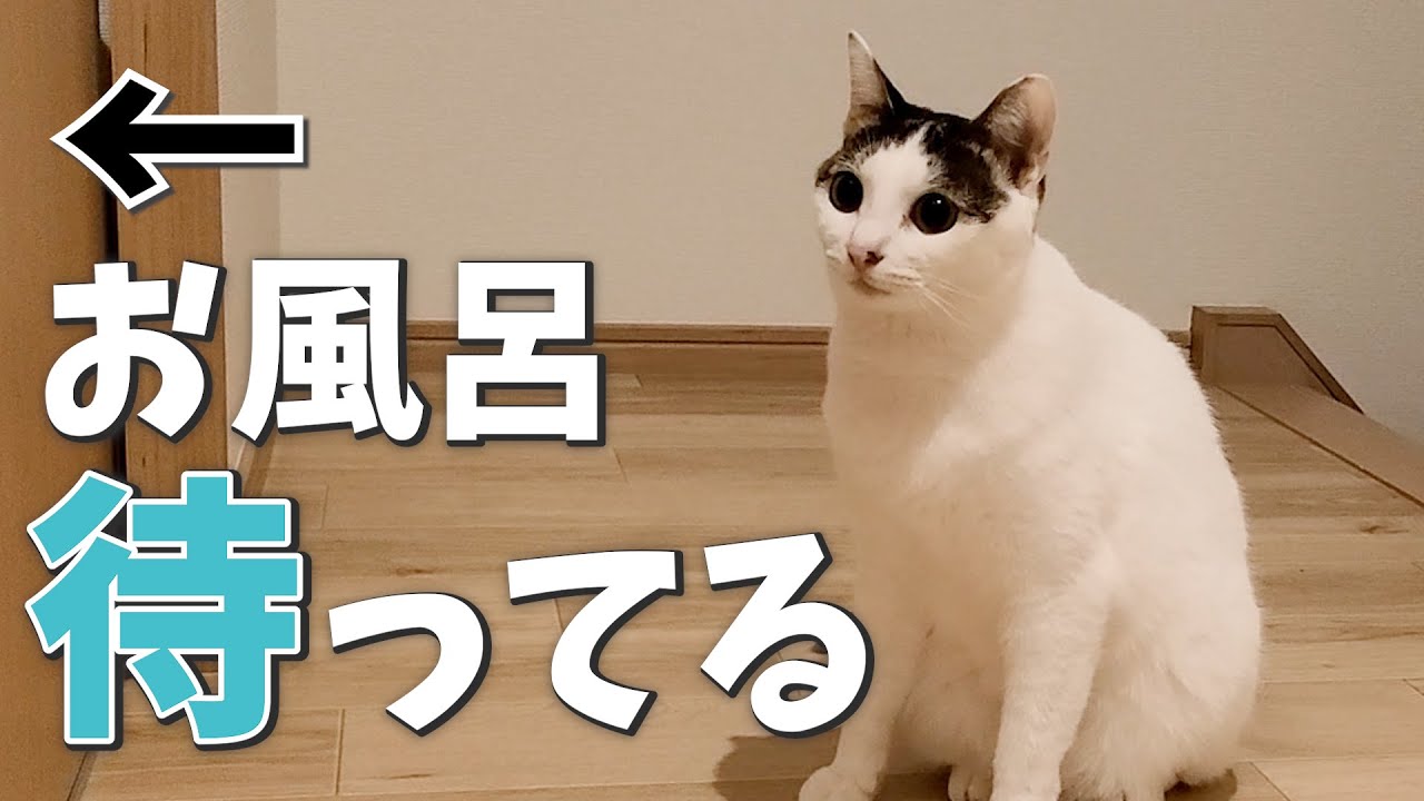 飼い主の入浴中、お風呂前でずっと待ってる猫が可愛すぎる