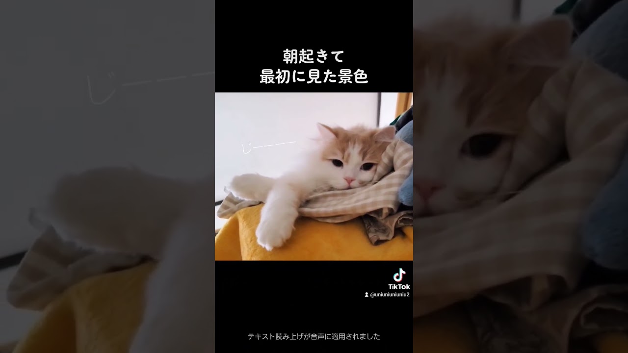 おはようさん #ラガマフィン #猫動画 #子猫 #cat #shorts
