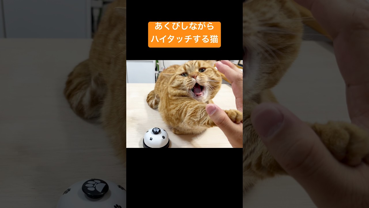 あくびしながらハイタッチする猫 #猫 #マンチカン #shorts