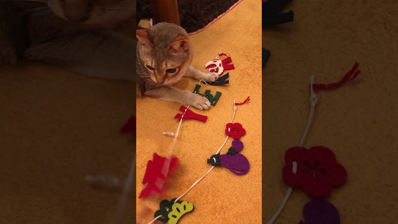 たぬき猫を釣ろうとしたらシンガプーラが釣れちゃったのにゃ♪ #cat #シンガプーラ #トンキニーズ#たぬき猫
