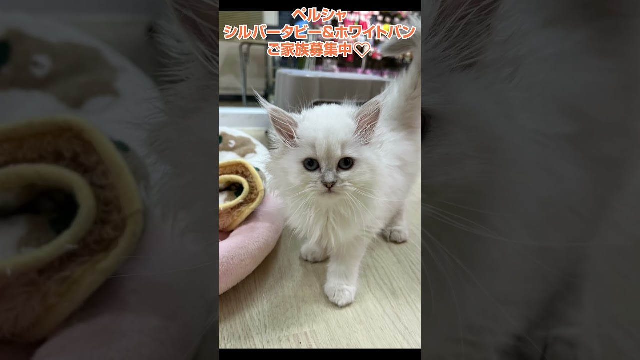 レアカラー🌈ペルシャ(シルバータビー&ホワイトバン)😺【横浜ペットショップ ベルドック】#shorts #猫動画 #猫のいる暮らし #ペルシャ