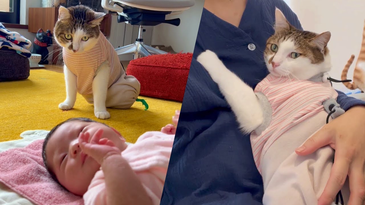 猫と赤ちゃんが初めて会った時の反応、まさかの猫が赤ちゃんがえり!?