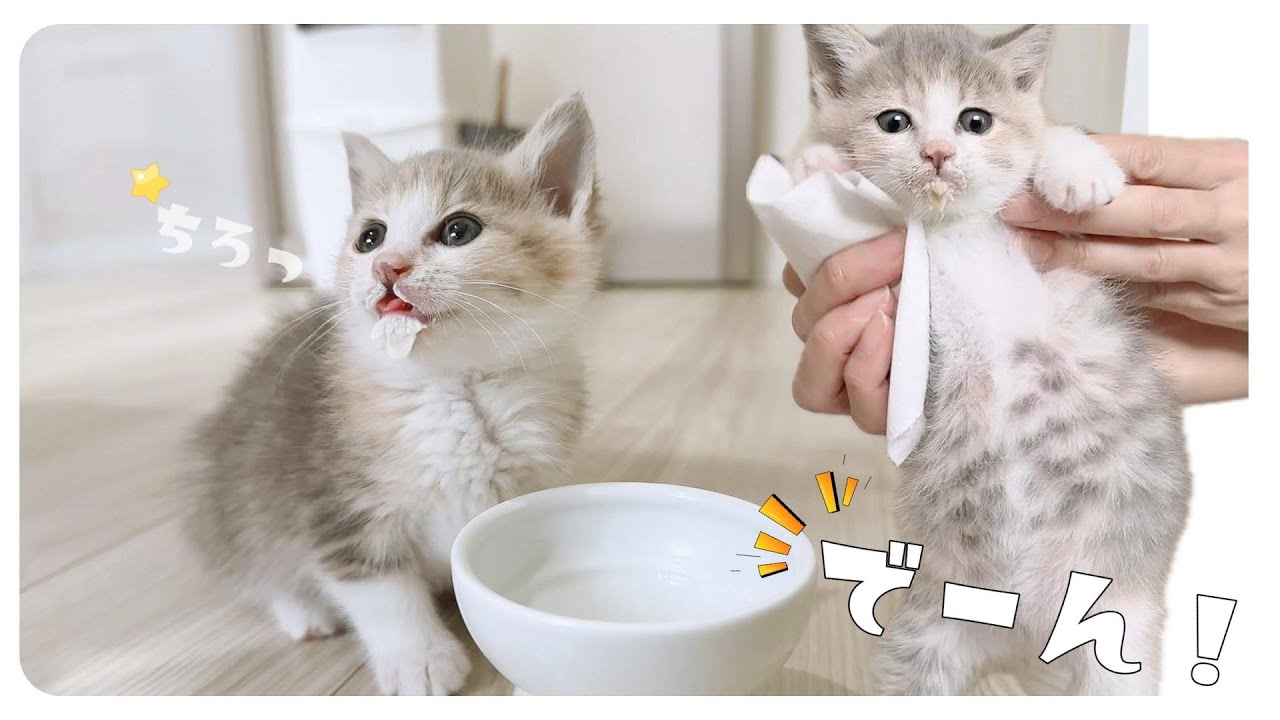 【子猫】ひげ猫になりました。いつまでも先輩子猫に負けてられません！【保護猫生活44日目】