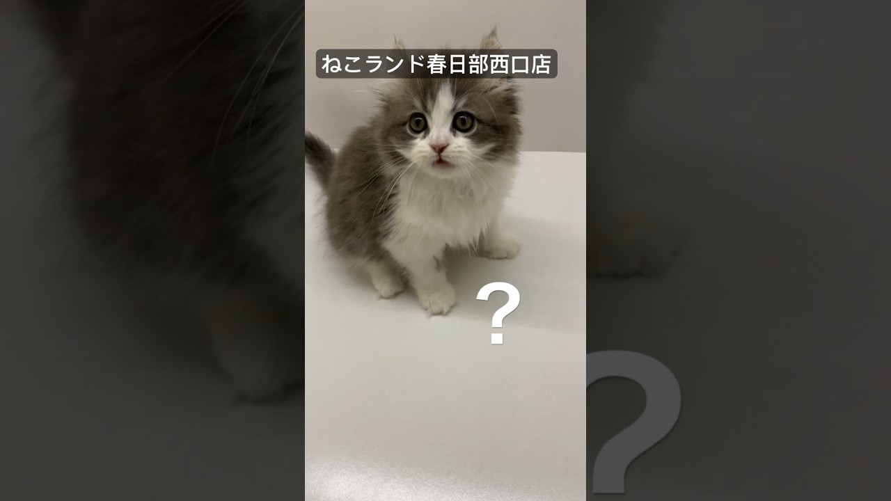 【子猫販売】 #アメリカンカール #子猫 #ねこランド #春日部