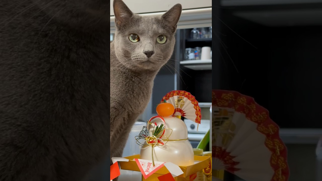 【ロシアンブルー】めろん、大晦日です...お鏡さん、毎年こうなります🫢【猫】#shorts