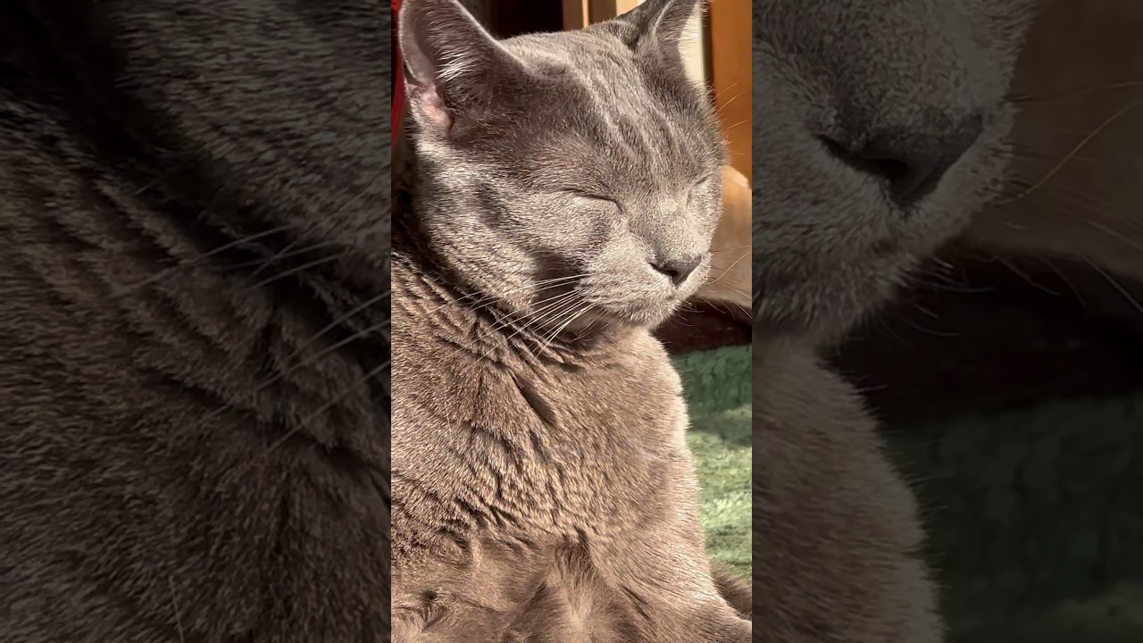 【ロシアンブルー】めろん、今年も後2日〜ゆっくり穏やかに...🥰【猫】#shorts