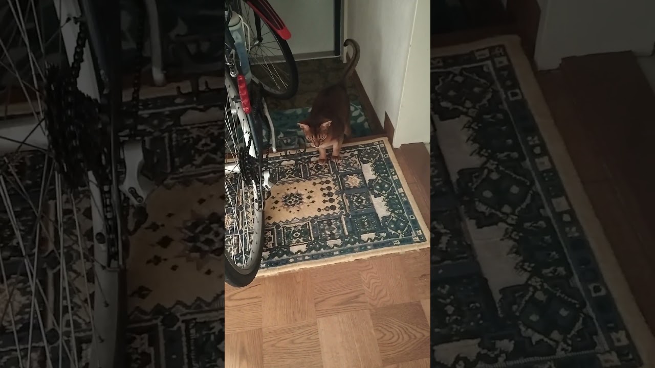 ネコ動画あび#2790　#shorts　#あび #ねこ #ネコのあび #猫動画