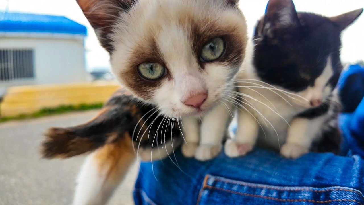 猫島の猫家族、膝の上に乗ってくる子猫がカワイイ