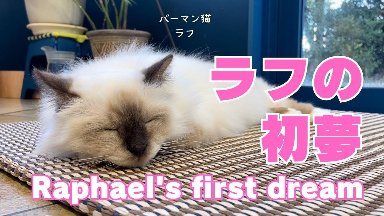 バーマン猫ラフ【ラフの初夢】Raphael's first dream（バーマン猫）Birman/Cat
