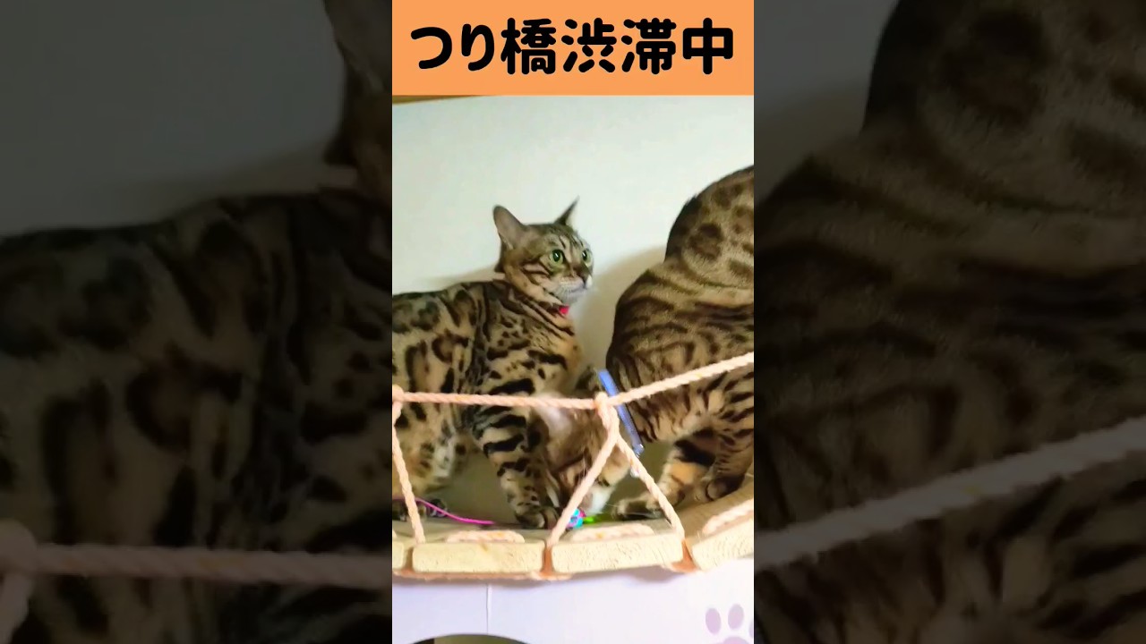 ベンガル猫　キャットウォークつり橋渋滞中　#shorts #s