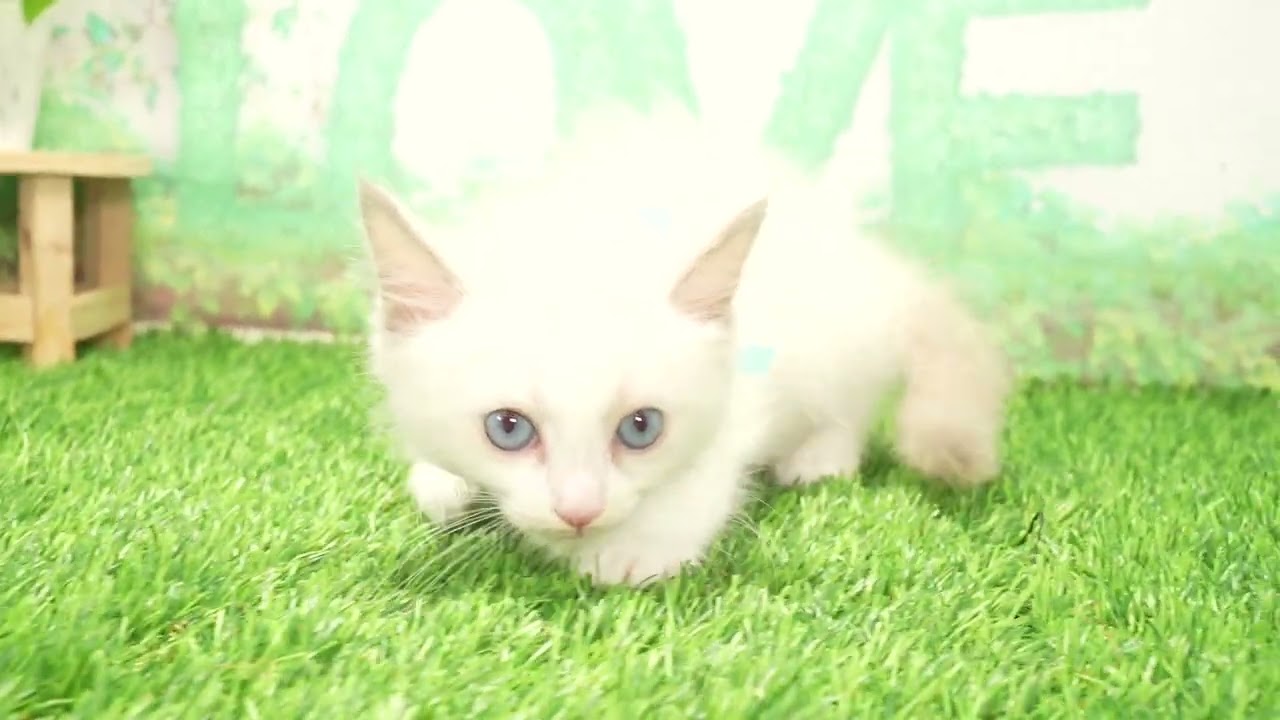 Coo&RIKU　No660438　ラグドール