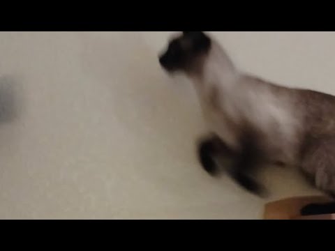 I built a cat wall! #shorts #cat #cats  #happynewyear