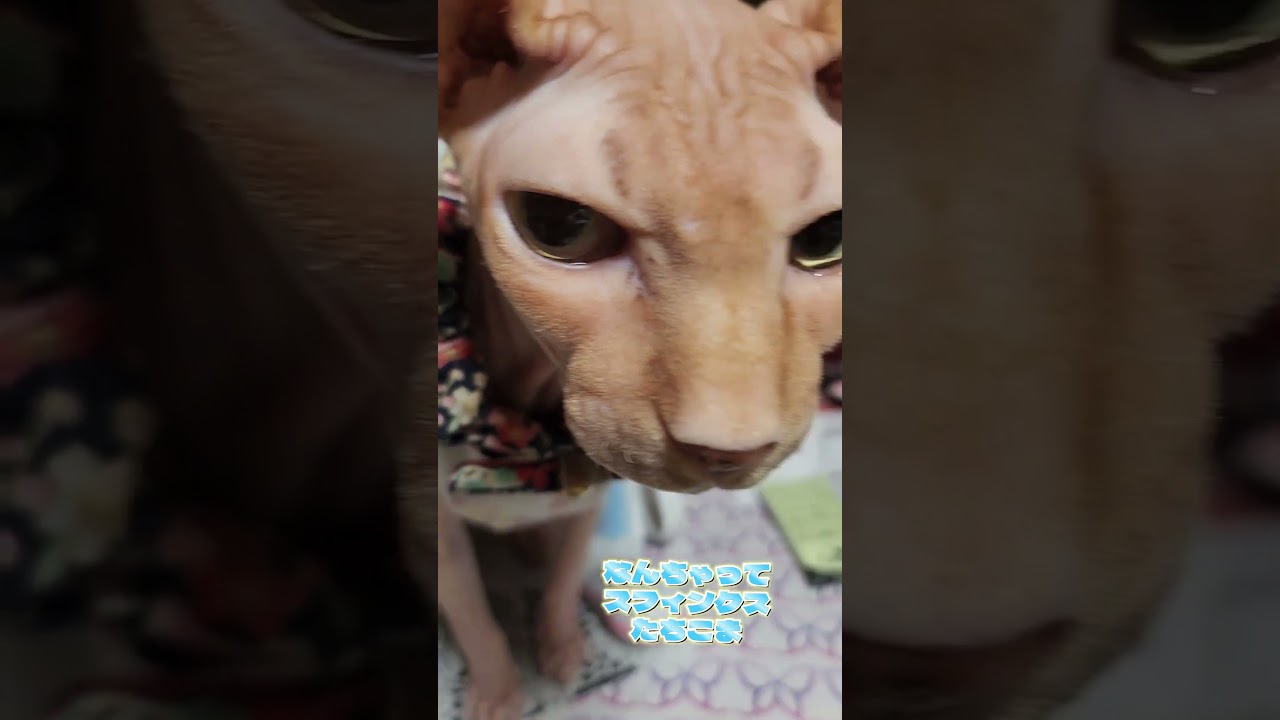 たちこまのおでこのシワ #スフィンクス #スフィンクス猫 #元保護猫#猫#hairlesscat