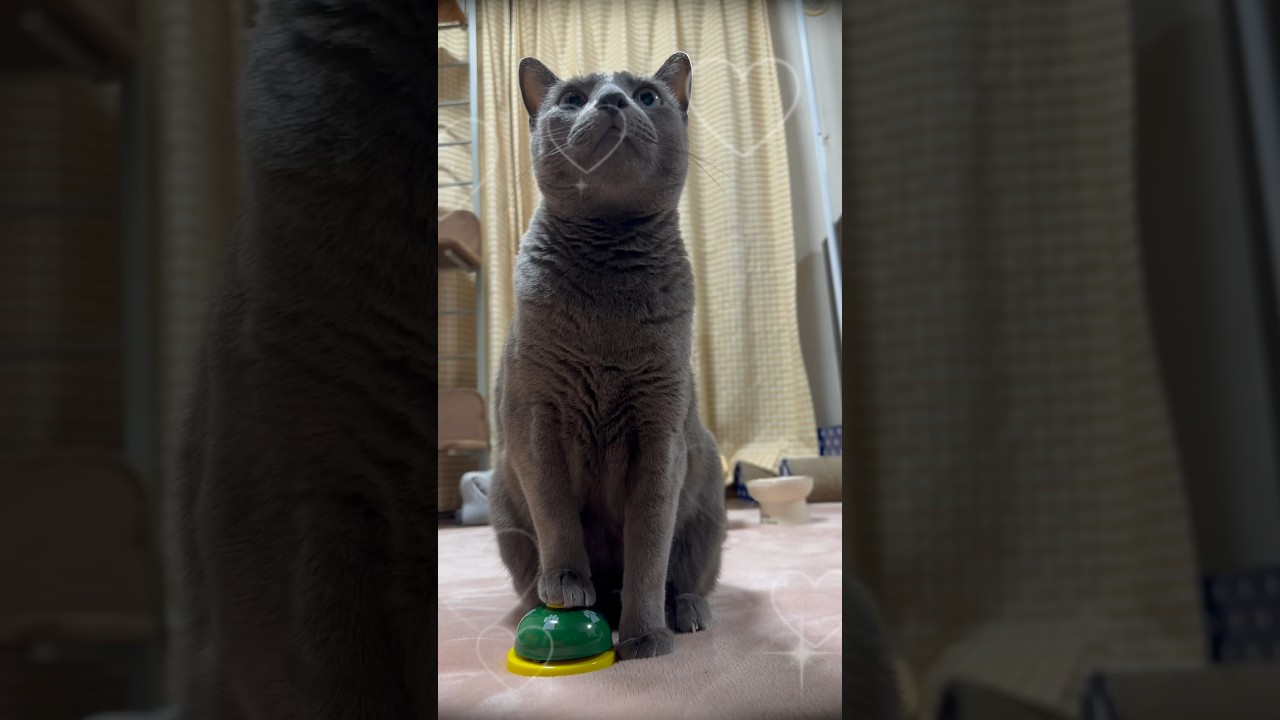 【ロシアンブルー】土曜日の朝です...めろん、そこ連打するのね🤭【猫】#shorts