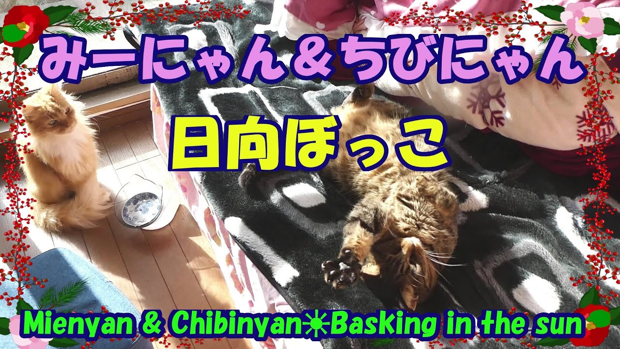 みーにゃん＆ちびにゃん☀日向ぼっこ・Mienyan & Chibinyan☀Basking in the sun