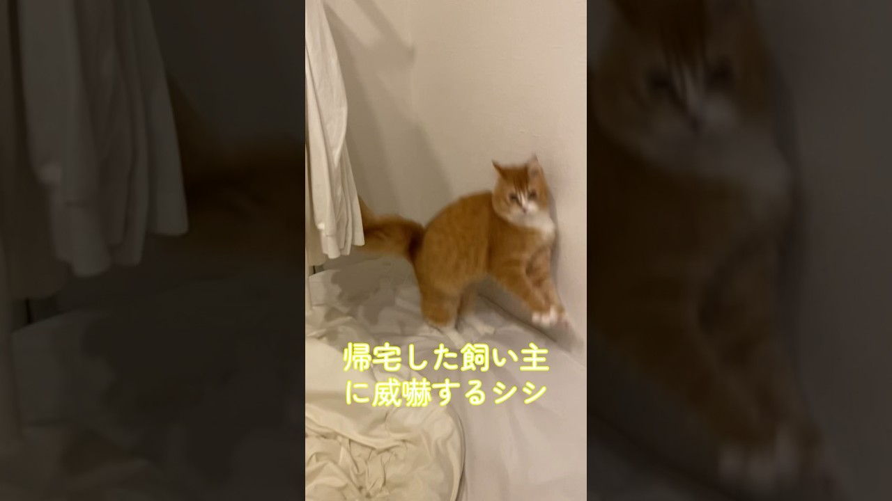 【サイベリアンの子猫】帰宅した飼い主に威嚇するシシ #cat #siberian #ねこ #siberiancat #サイベリアン #short #shorts