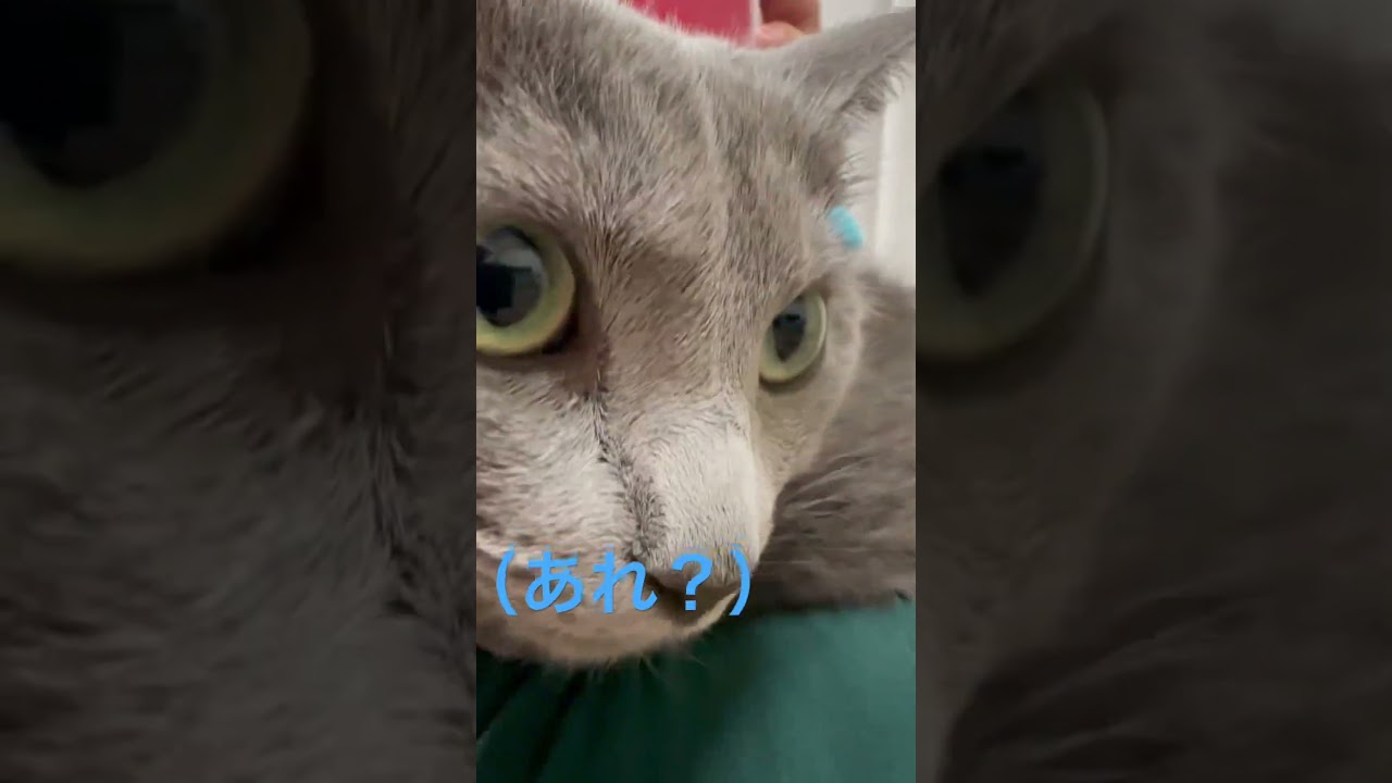 メリークリスマス⛄️？？な猫（ロシアンブルー）#shorts