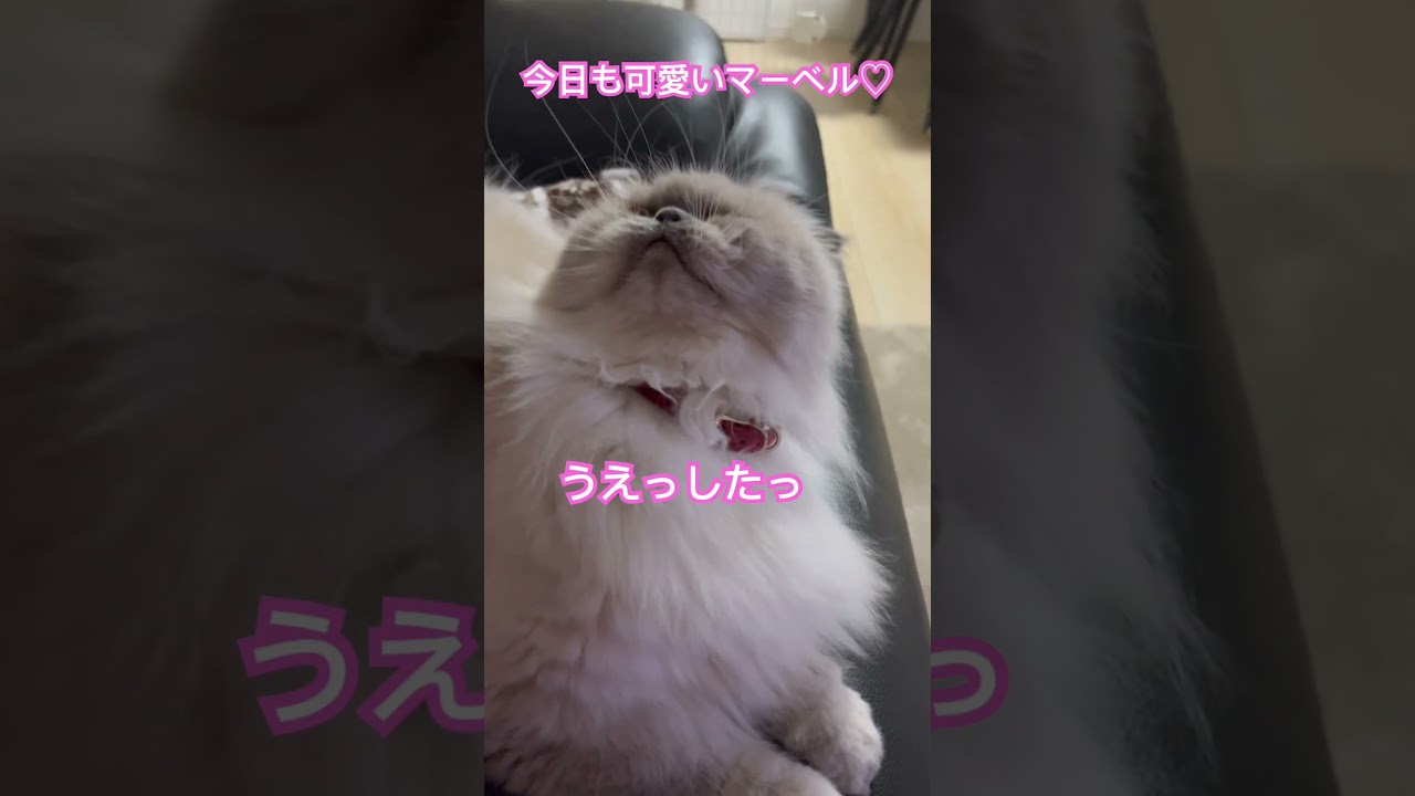 上下右左のマーベル🐈 #shorts #うちのにゃんこ #ヒマラヤン #cat #ねこ #マーベル #かわいい