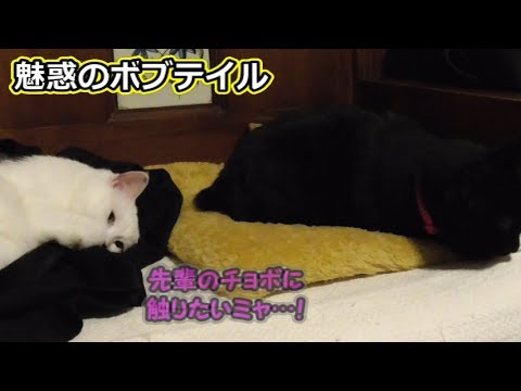 黒猫ビター、魅惑のボブテイル