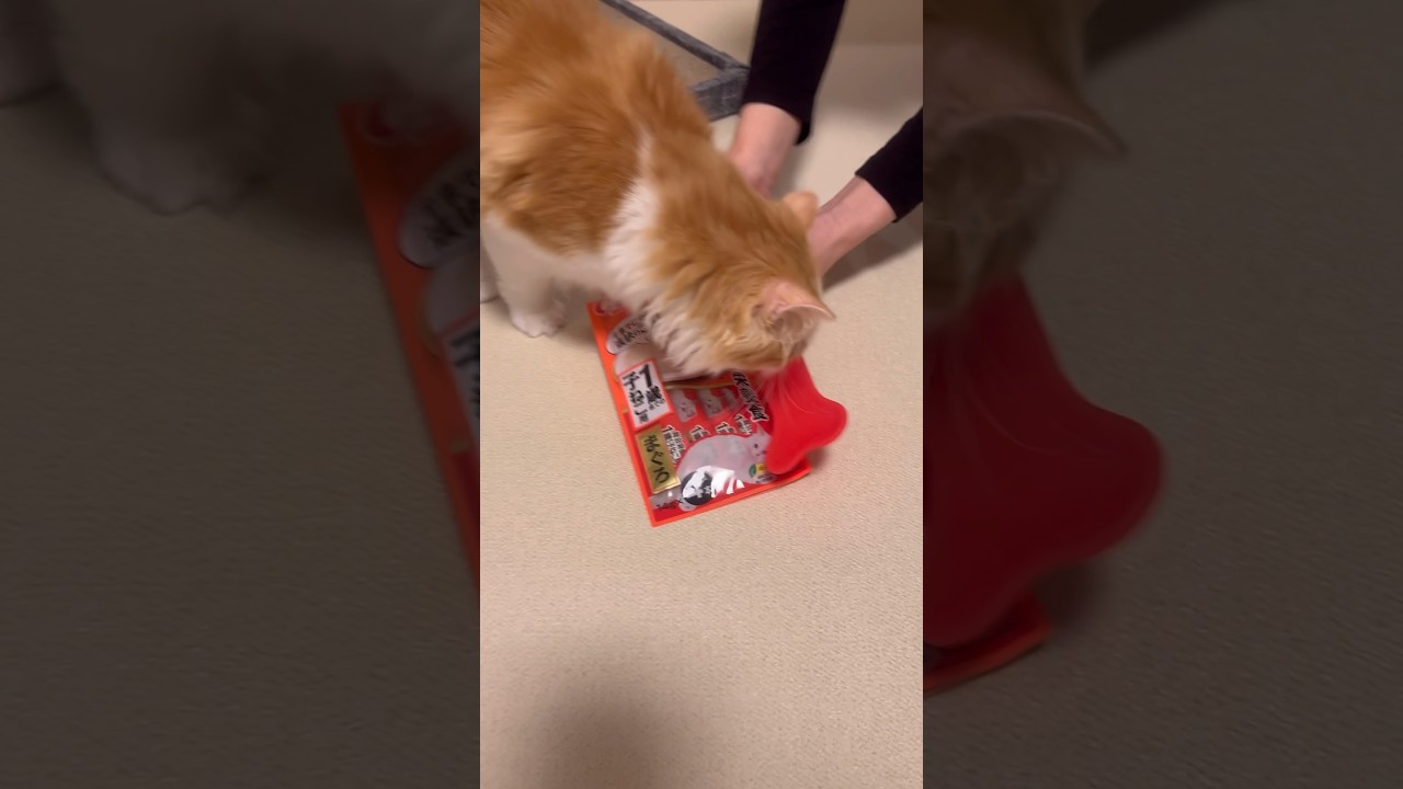 ねる、初めてのチャオチュール part1  #cat #ラガマフィン #ragamuffin #猫 #クリスマス