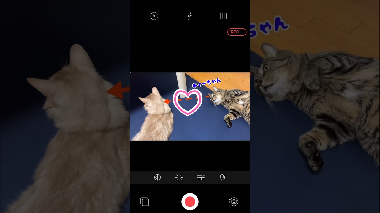 毎日片想い#shorts #猫 #キジトラ #ソマリ